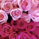 Profile picture of Sarah