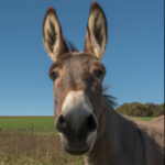 Profile picture of murphy