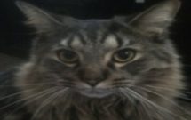 Profile picture of Carissa