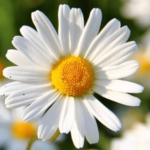 Profile picture of Grace