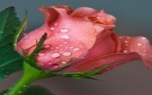 Profile picture of Flower