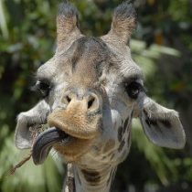 Profile picture of Gigi the Giraffe